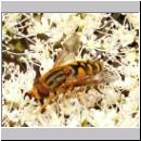 Parahelophilus frutetorum oder versicolor - Teichrandschwebfliege w07.jpg